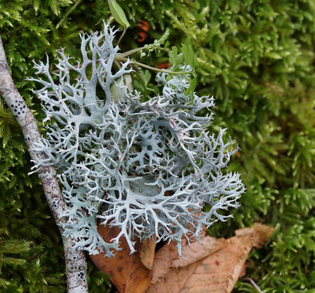 Evernia prunastri?